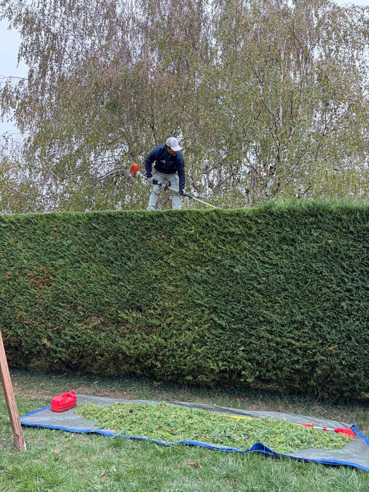 Professionnel taillant le dessus d’une longue haie, sur le chantier d’environ 100 m.